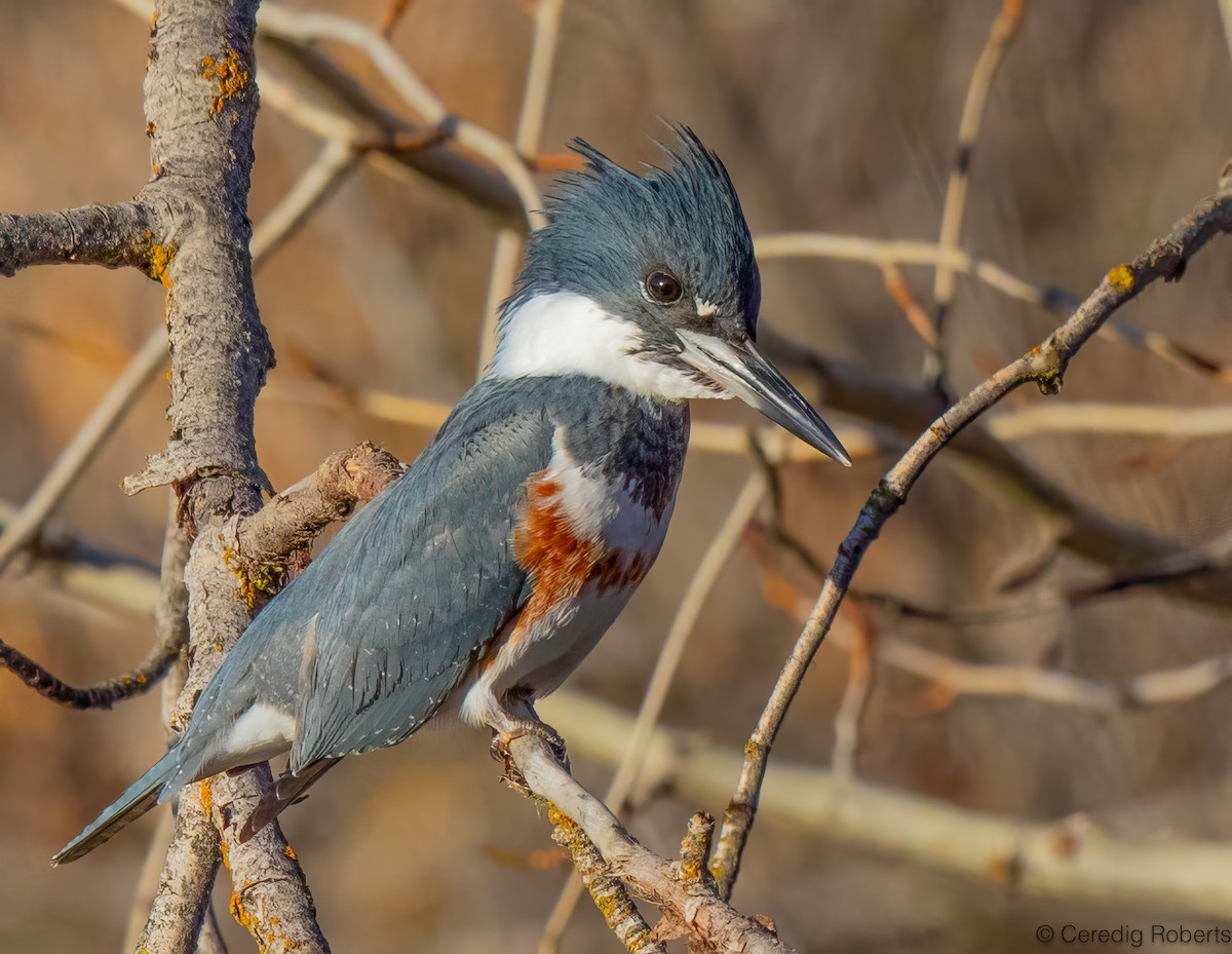 Martín Gigante Norteamericano - ML646813898