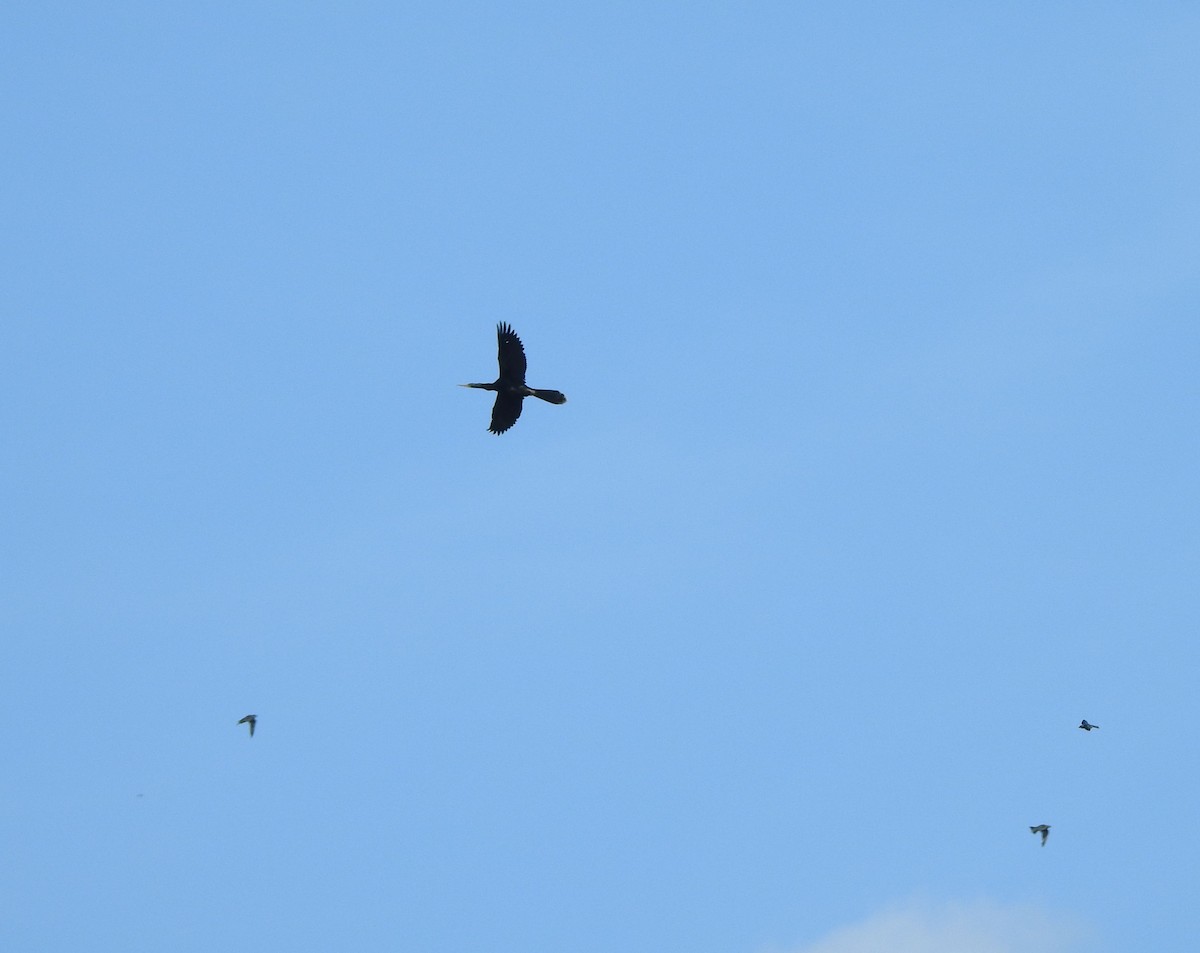 Anhinga - ML646813899