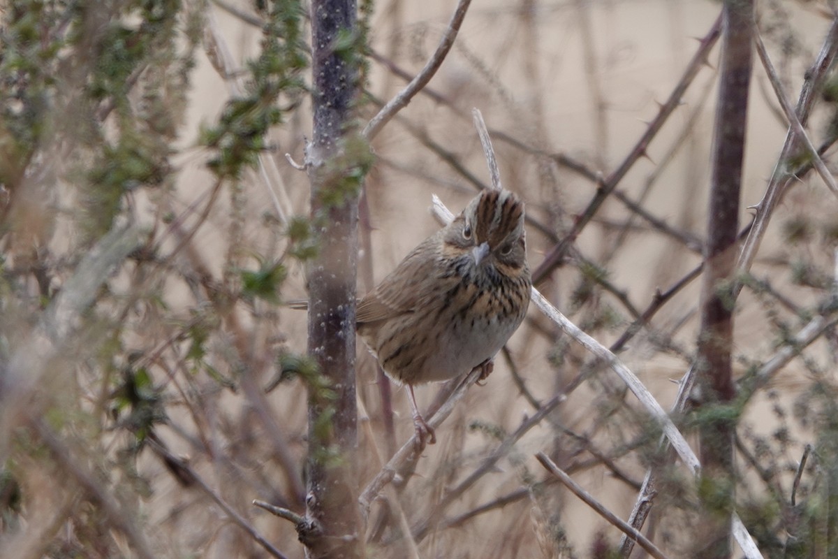 Lincoln's Sparrow - ML646813900