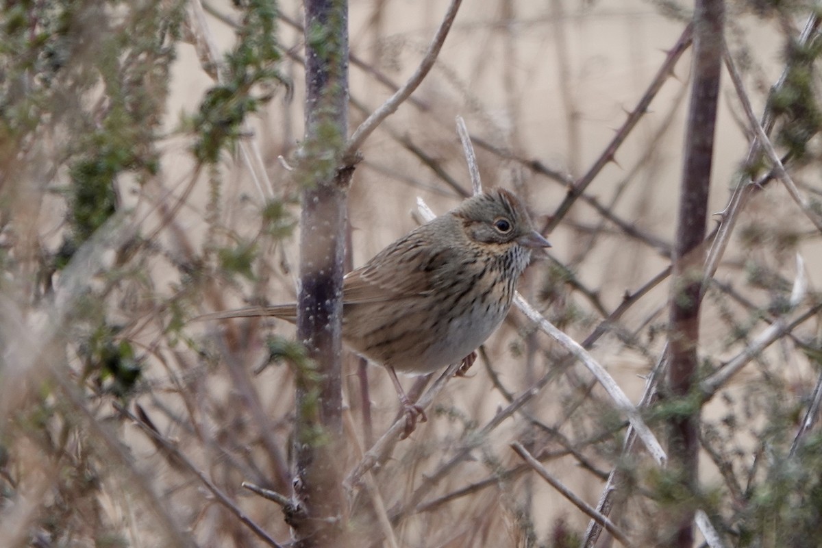 Lincoln's Sparrow - ML646813901