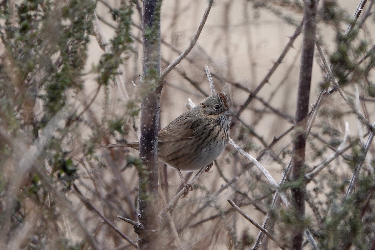 Lincoln's Sparrow - ML646813903