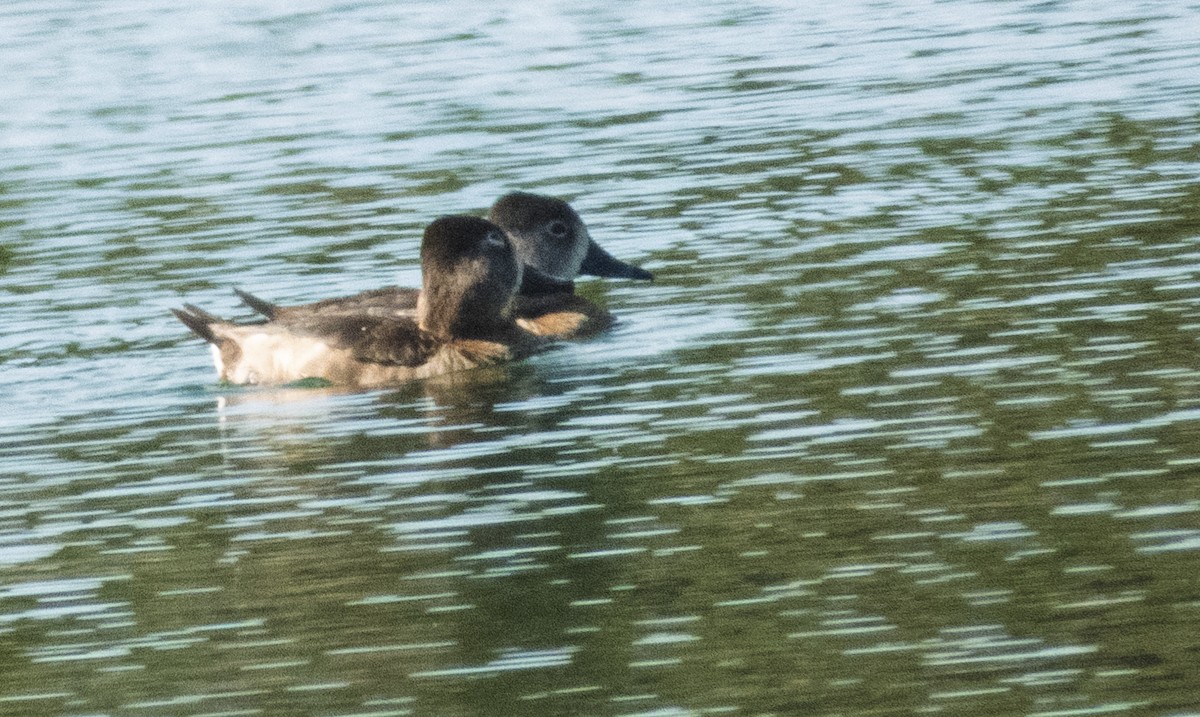 Ring-necked Duck - ML646813904