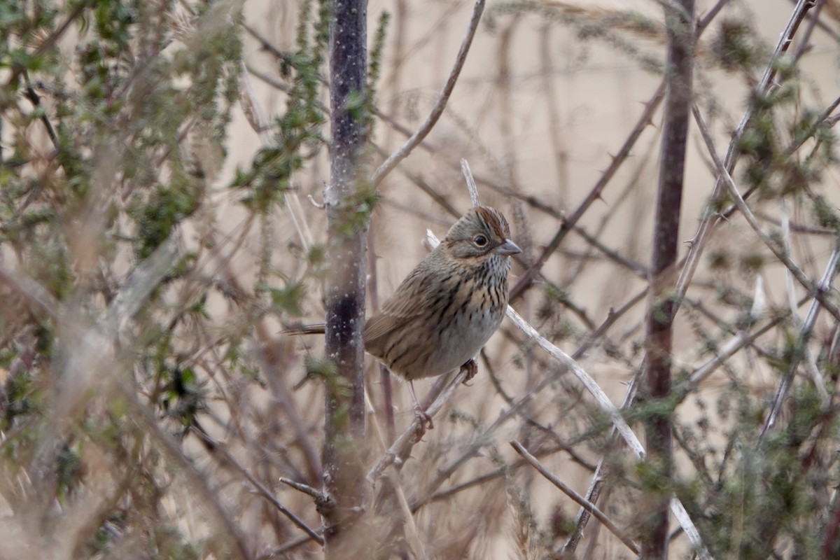 Lincoln's Sparrow - ML646813905