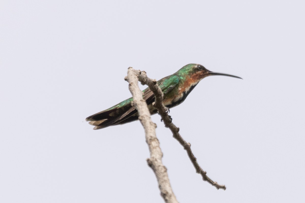 Зеленогрудый манго - ML646813906