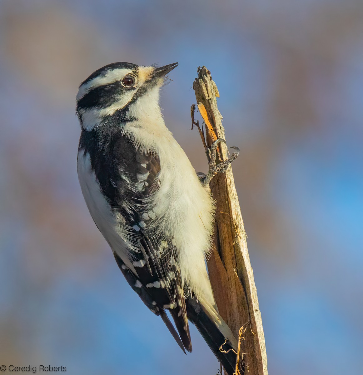Pico Pubescente - ML646813908