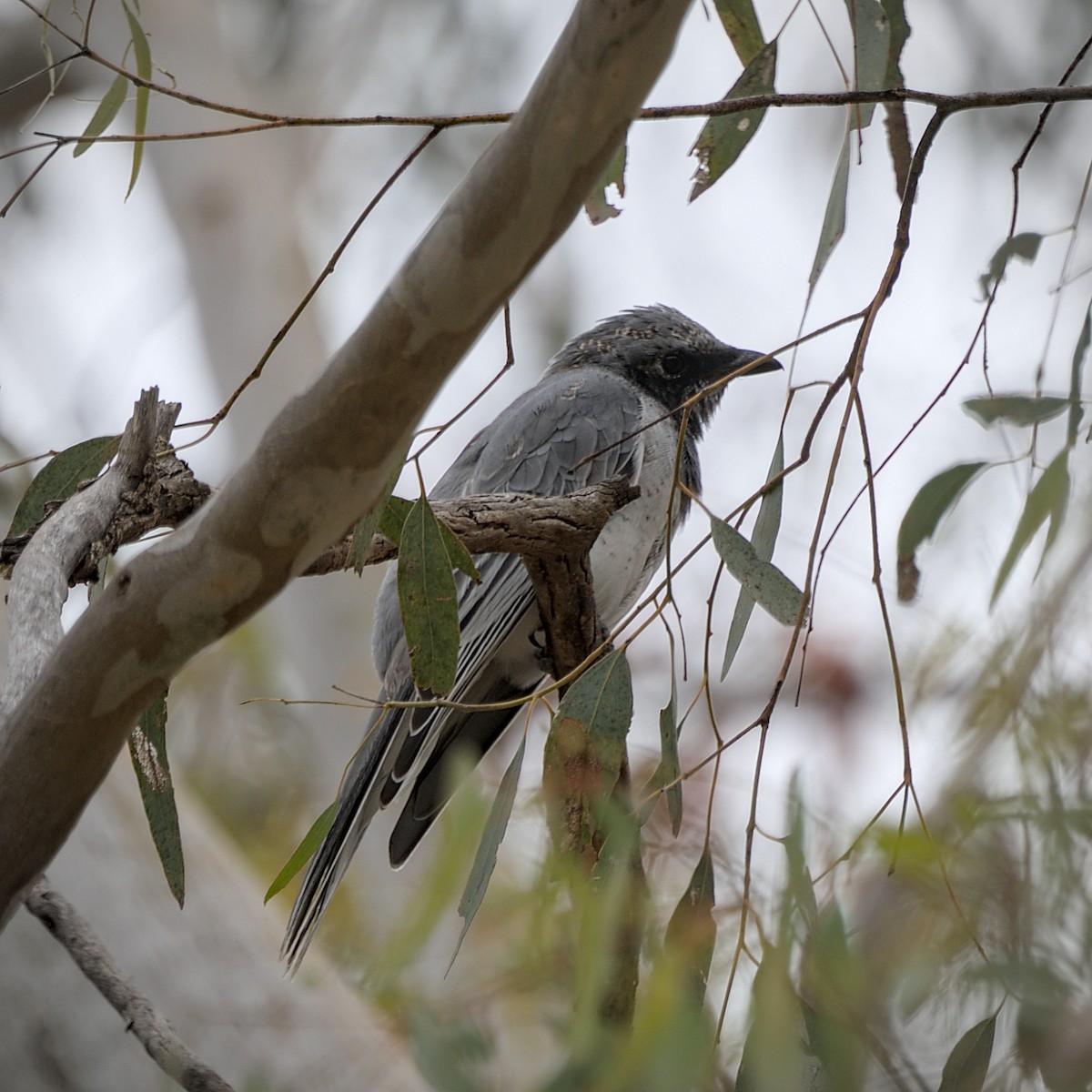 White-bellied Cuckooshrike - ML646813912
