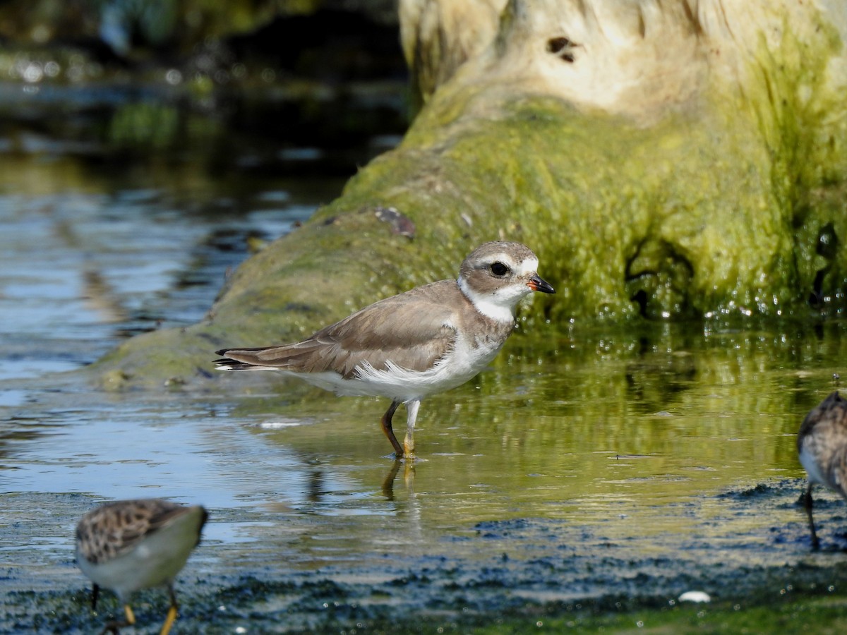 Semipalmated Plover - ML646813914