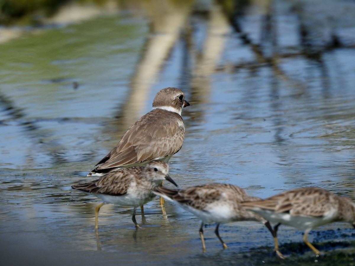 Semipalmated Plover - ML646813915