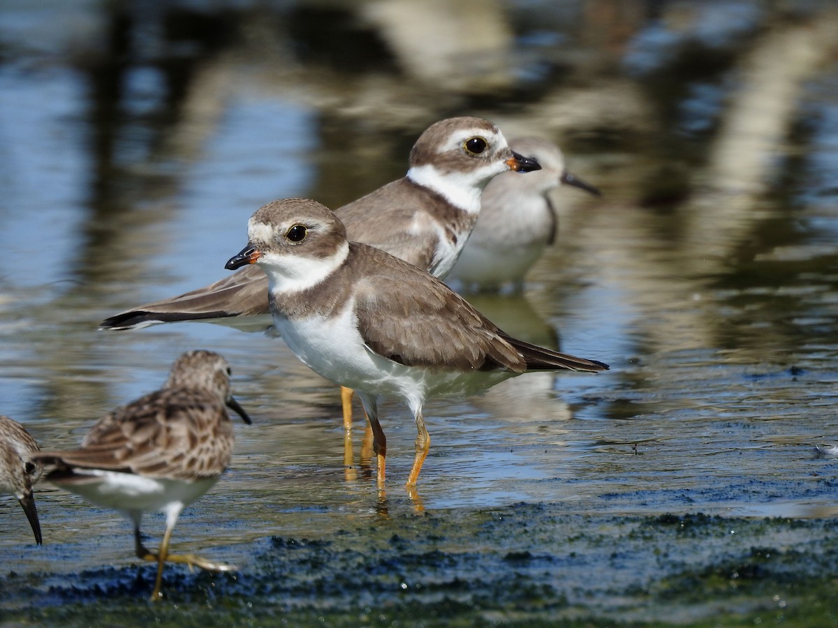 Semipalmated Plover - ML646813916