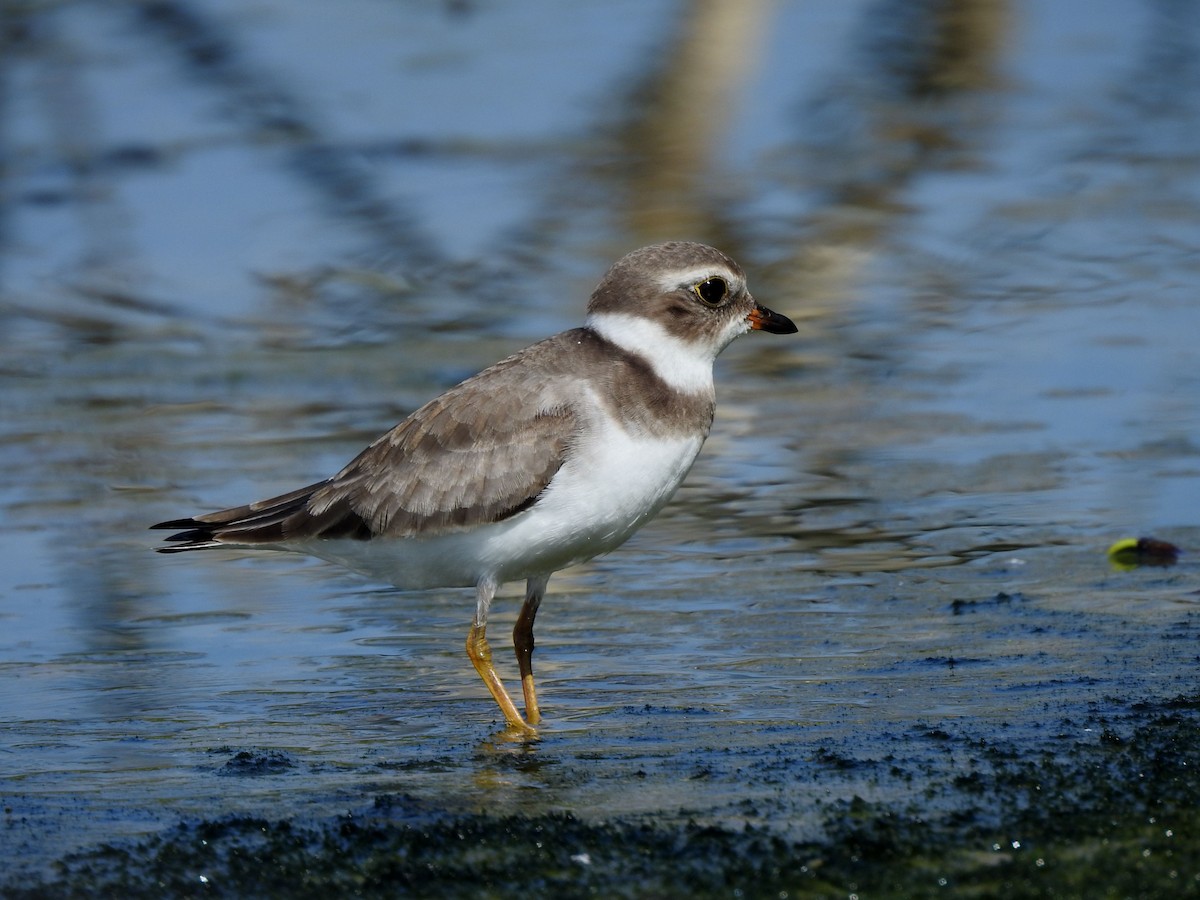 Semipalmated Plover - ML646813917