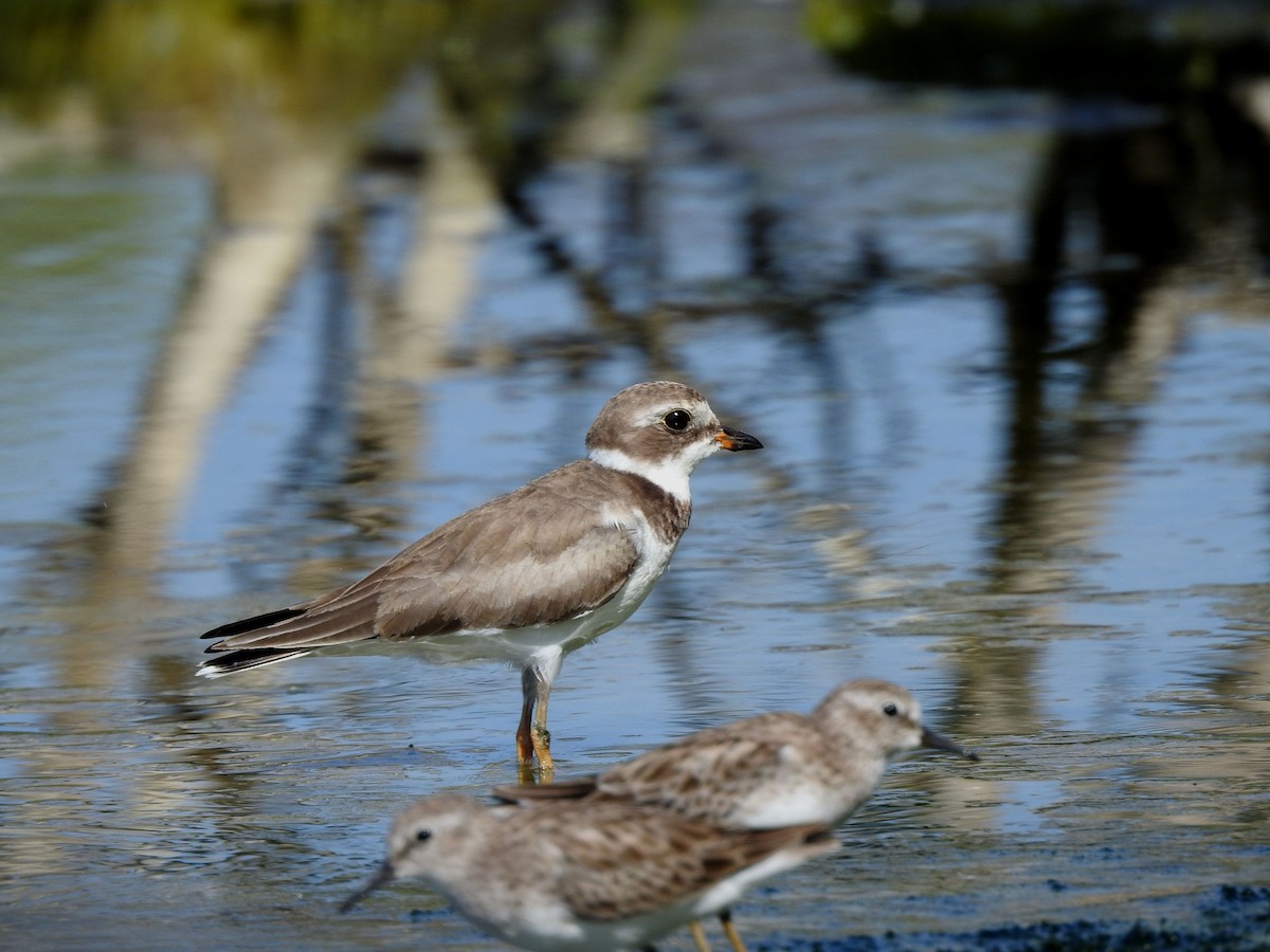 Semipalmated Plover - ML646813918