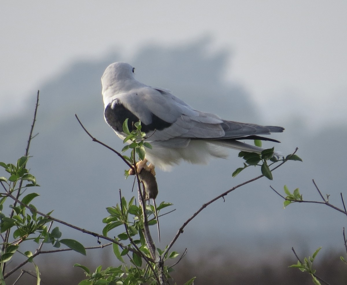 Elanio Maromero - ML646813919