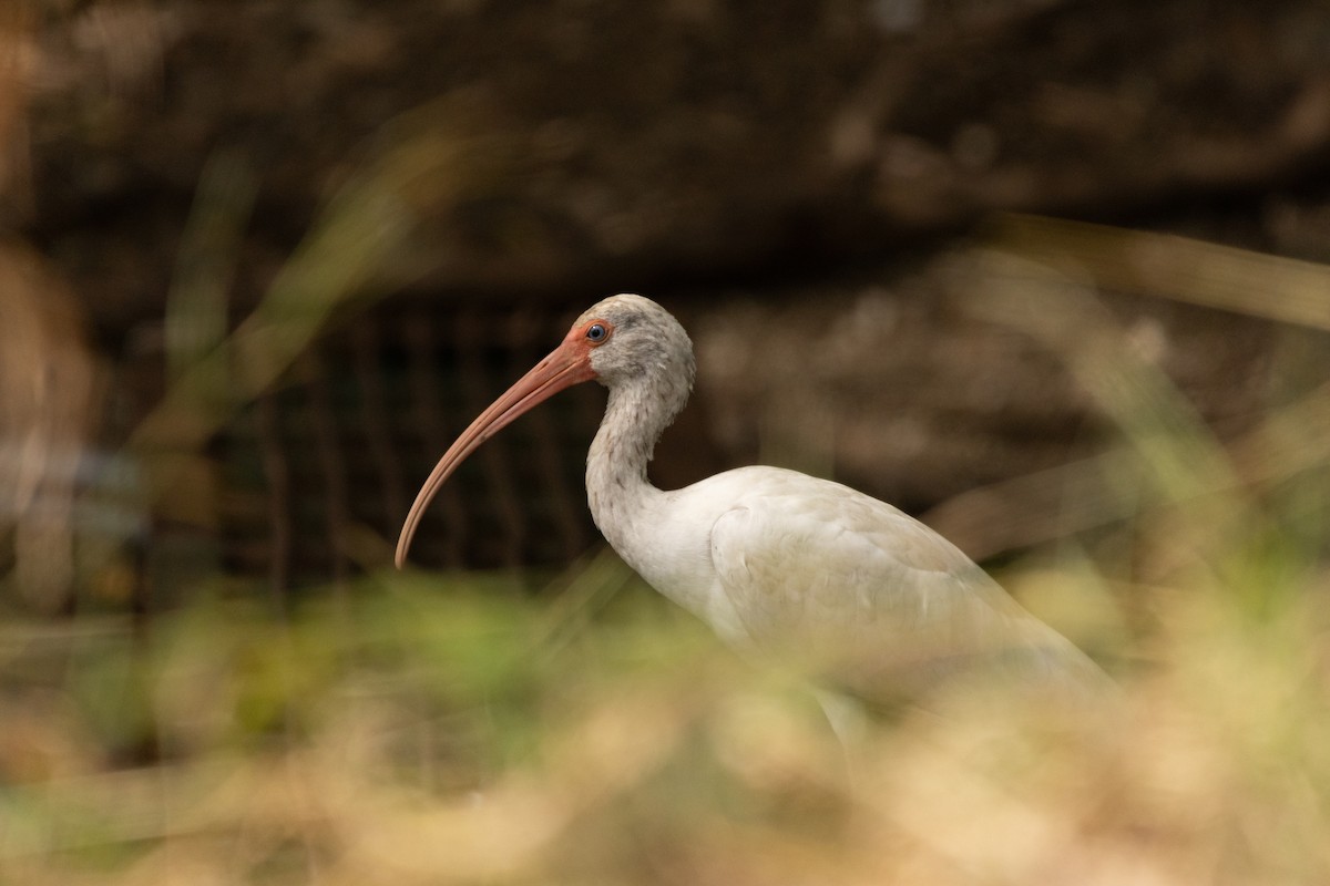 シロトキ - ML646813920