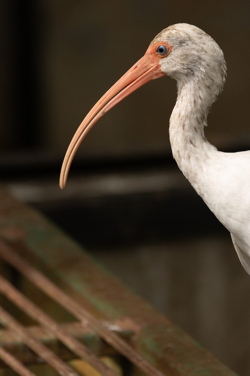 シロトキ - ML646813921