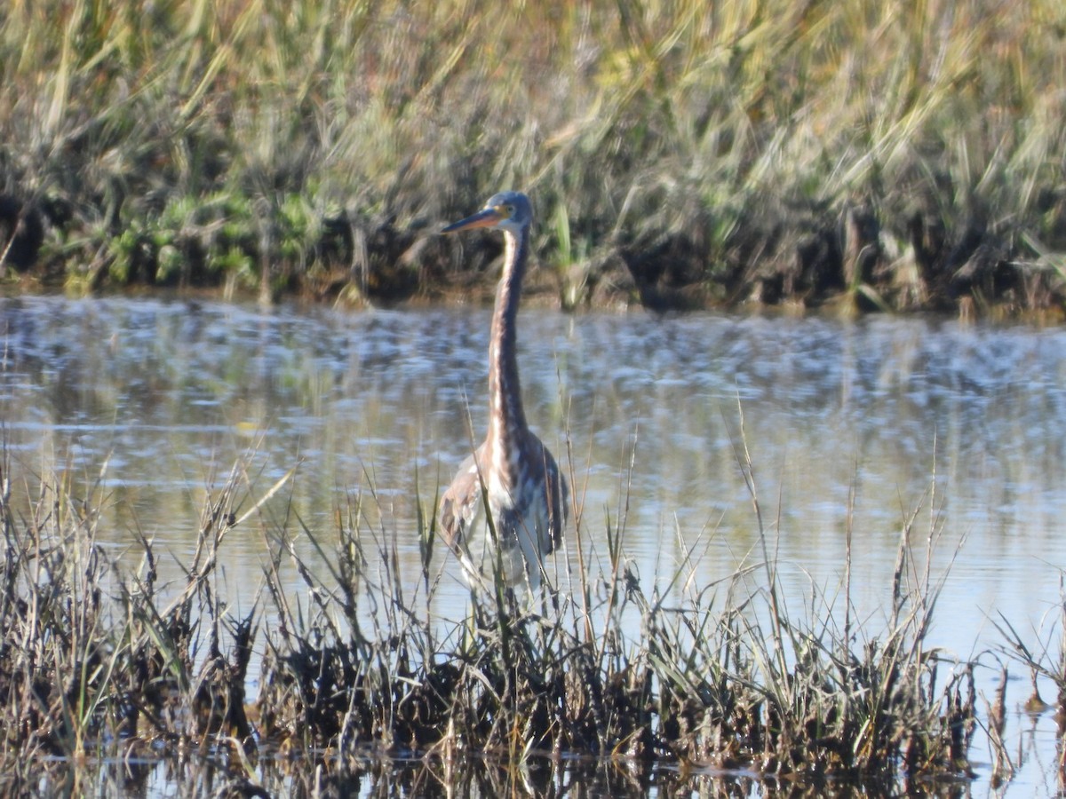 Tricolored Heron - ML646813923