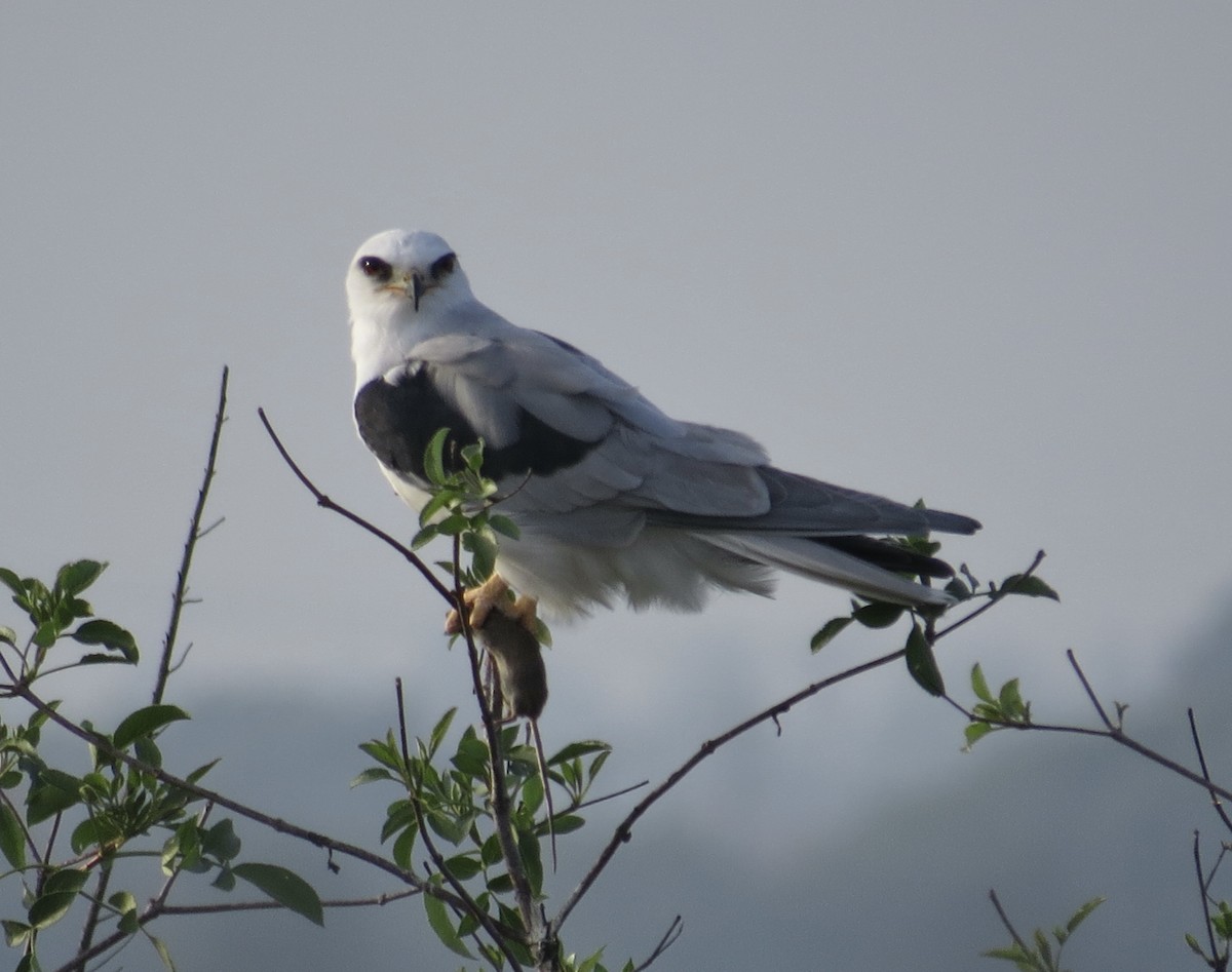 Elanio Maromero - ML646813925