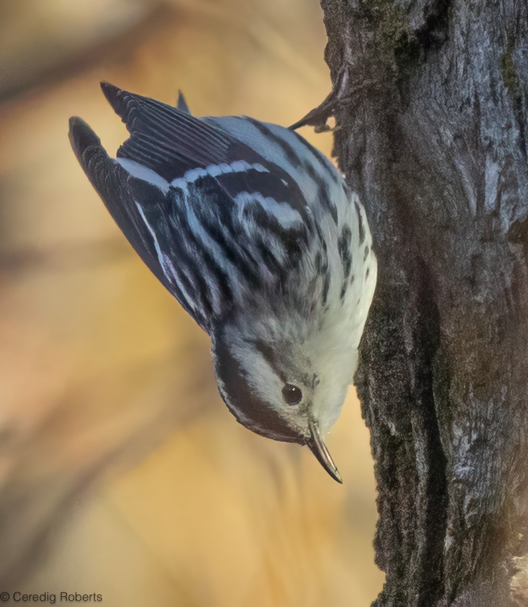 Reinita Trepadora - ML646813927