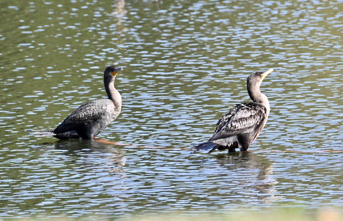 Баклан вухатий - ML646813928