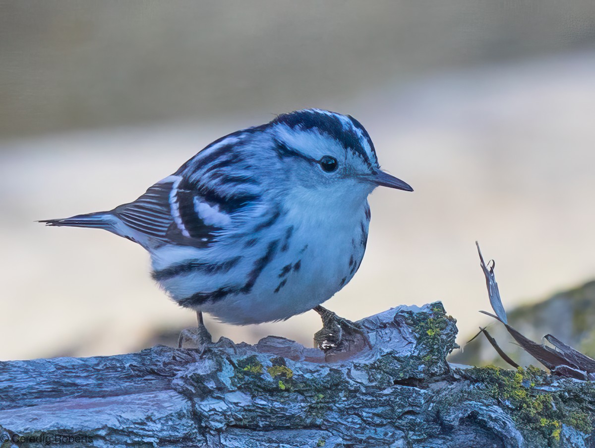 Reinita Trepadora - ML646813929