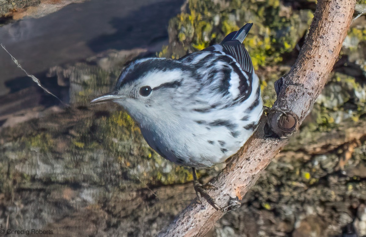 Reinita Trepadora - ML646813930