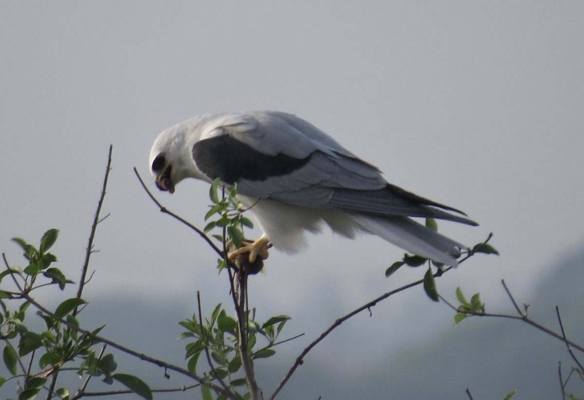 Elanio Maromero - ML646813931