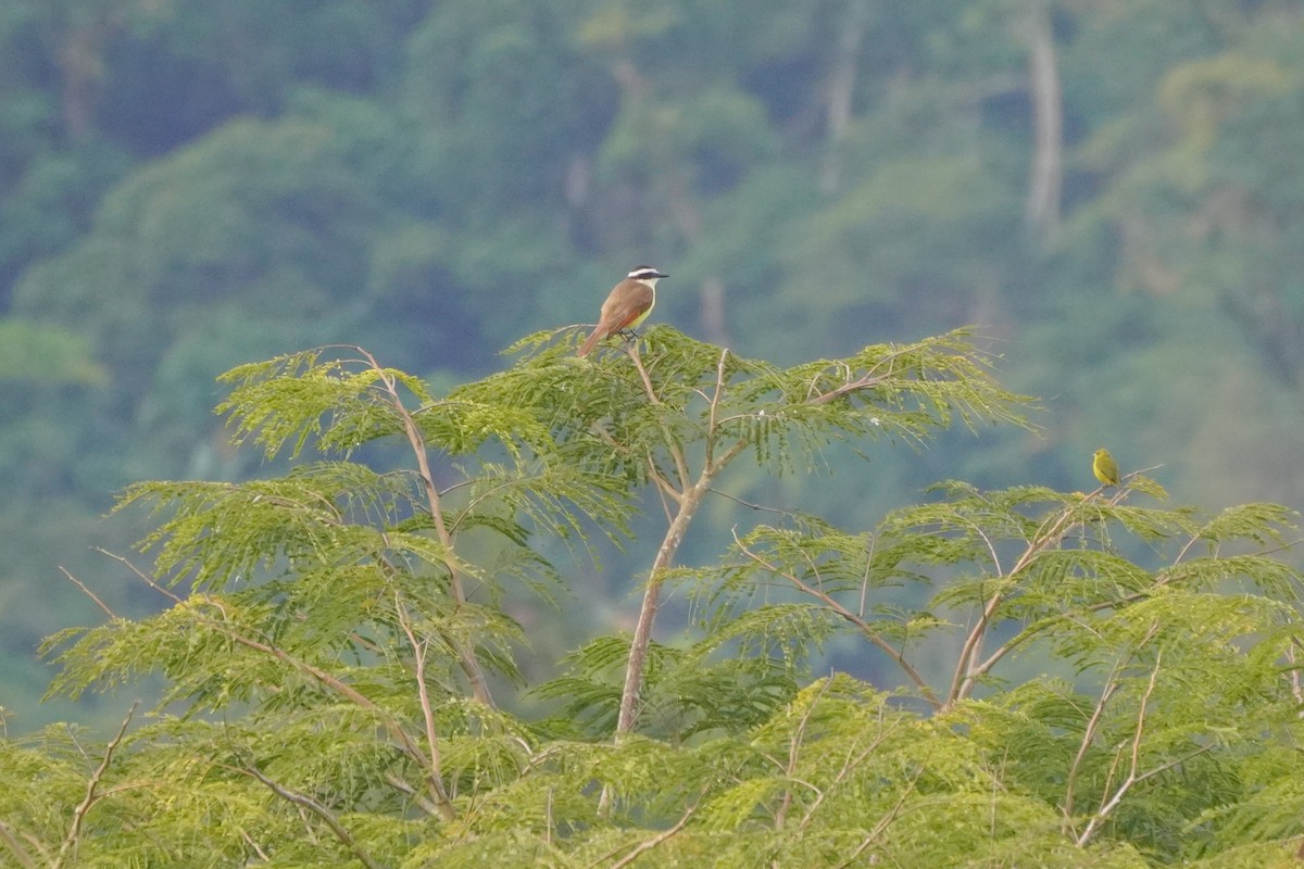 Great Kiskadee - ML646813932