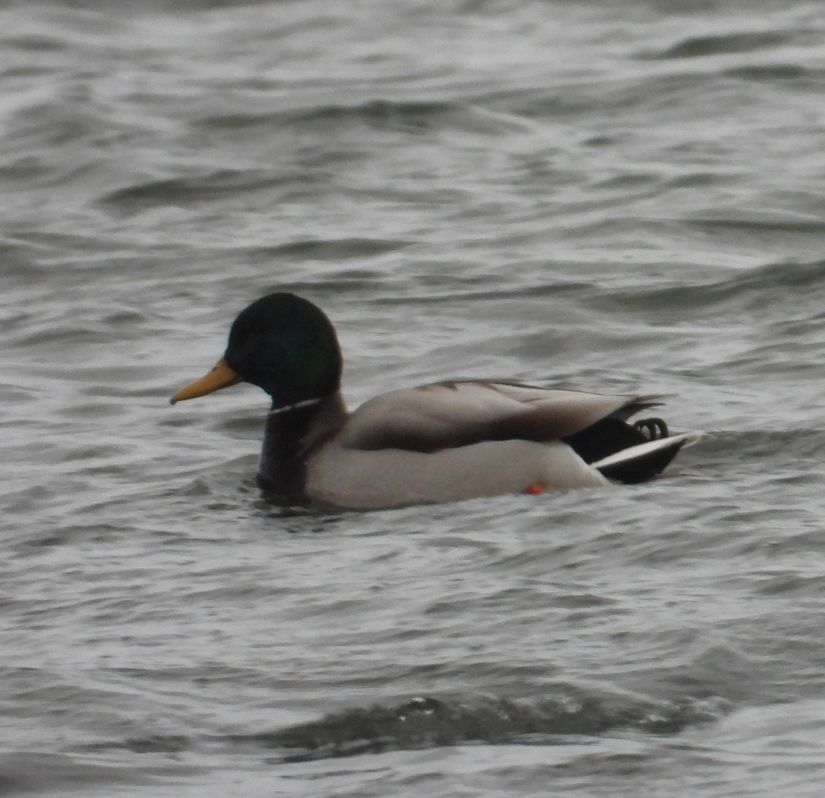 Mallard - ML646813933