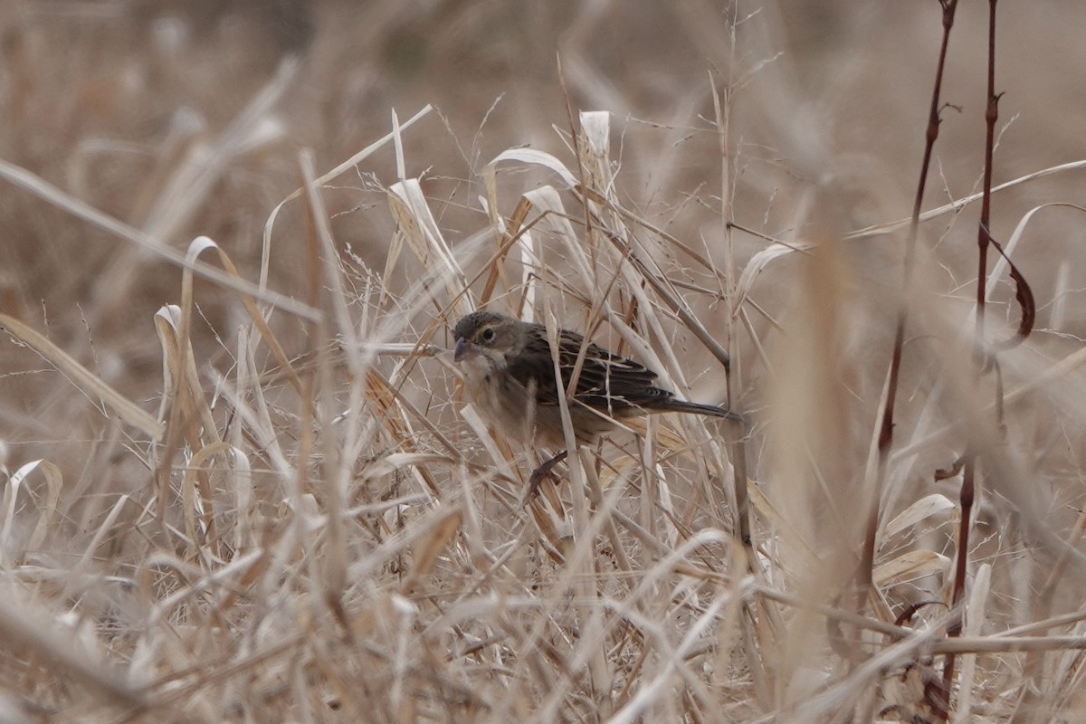 Dickcissel - ML646813939