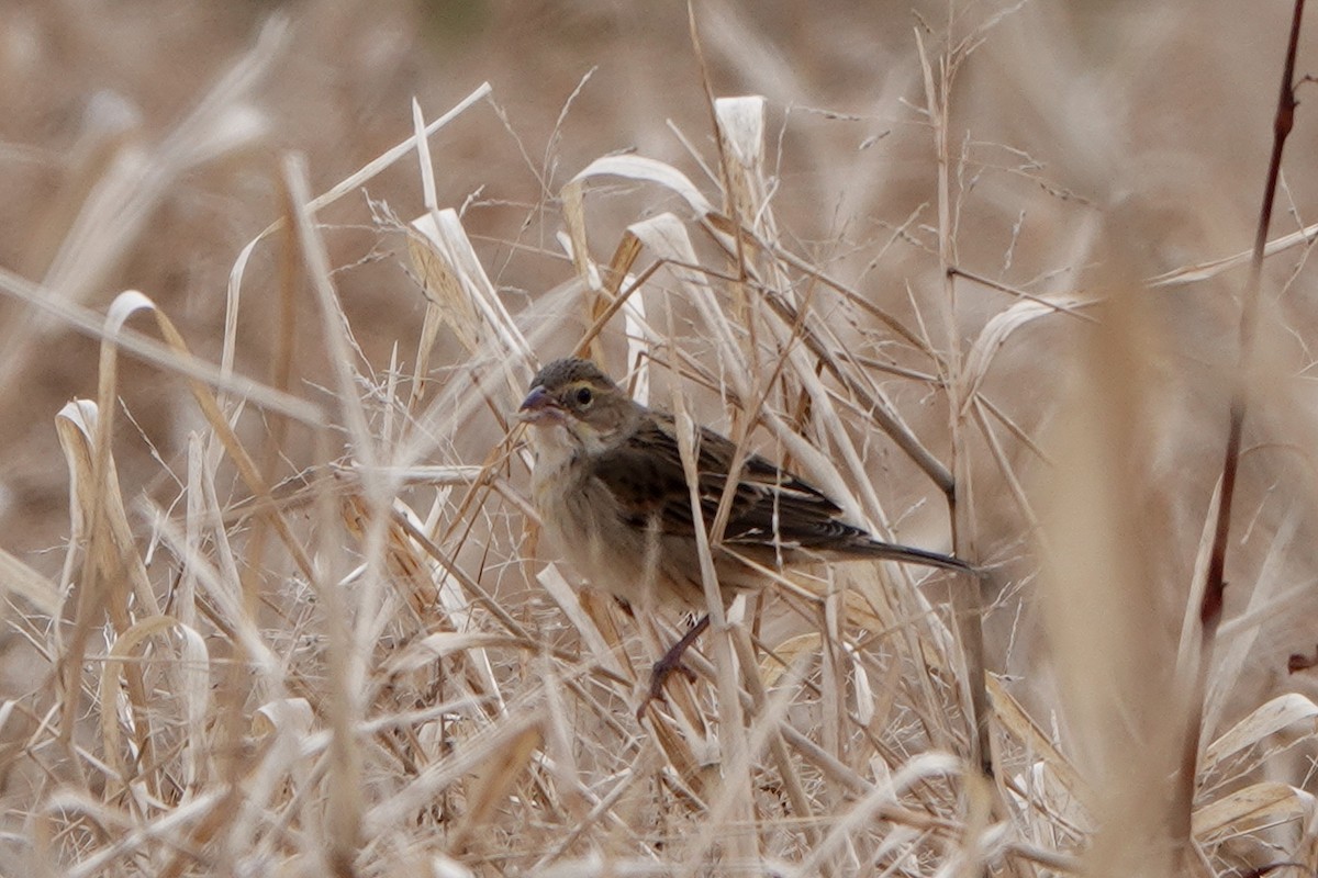 Dickcissel - ML646813940