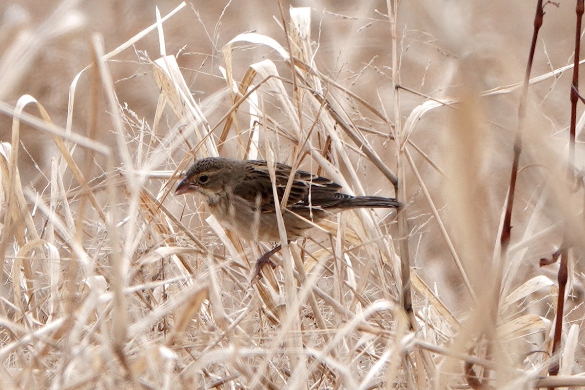 Dickcissel - ML646813941