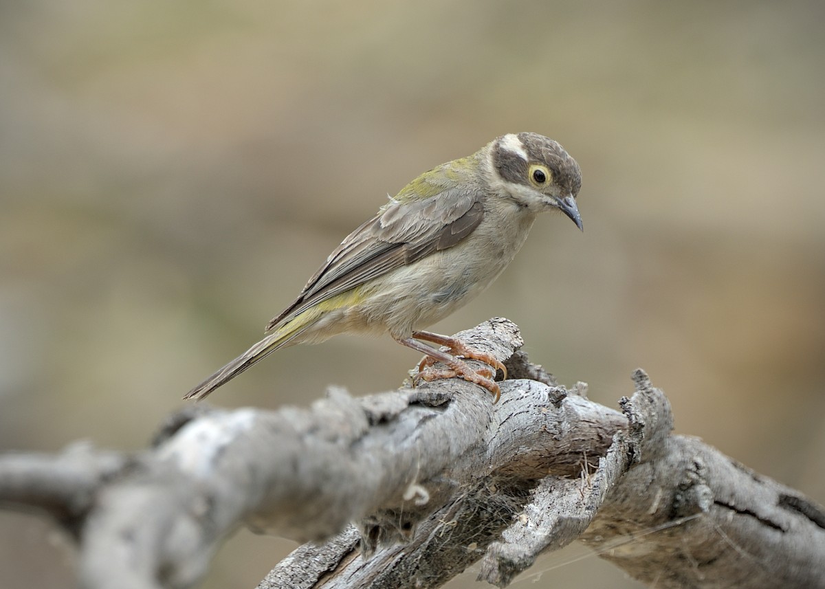 Brown-headed Honeyeater - ML646813942