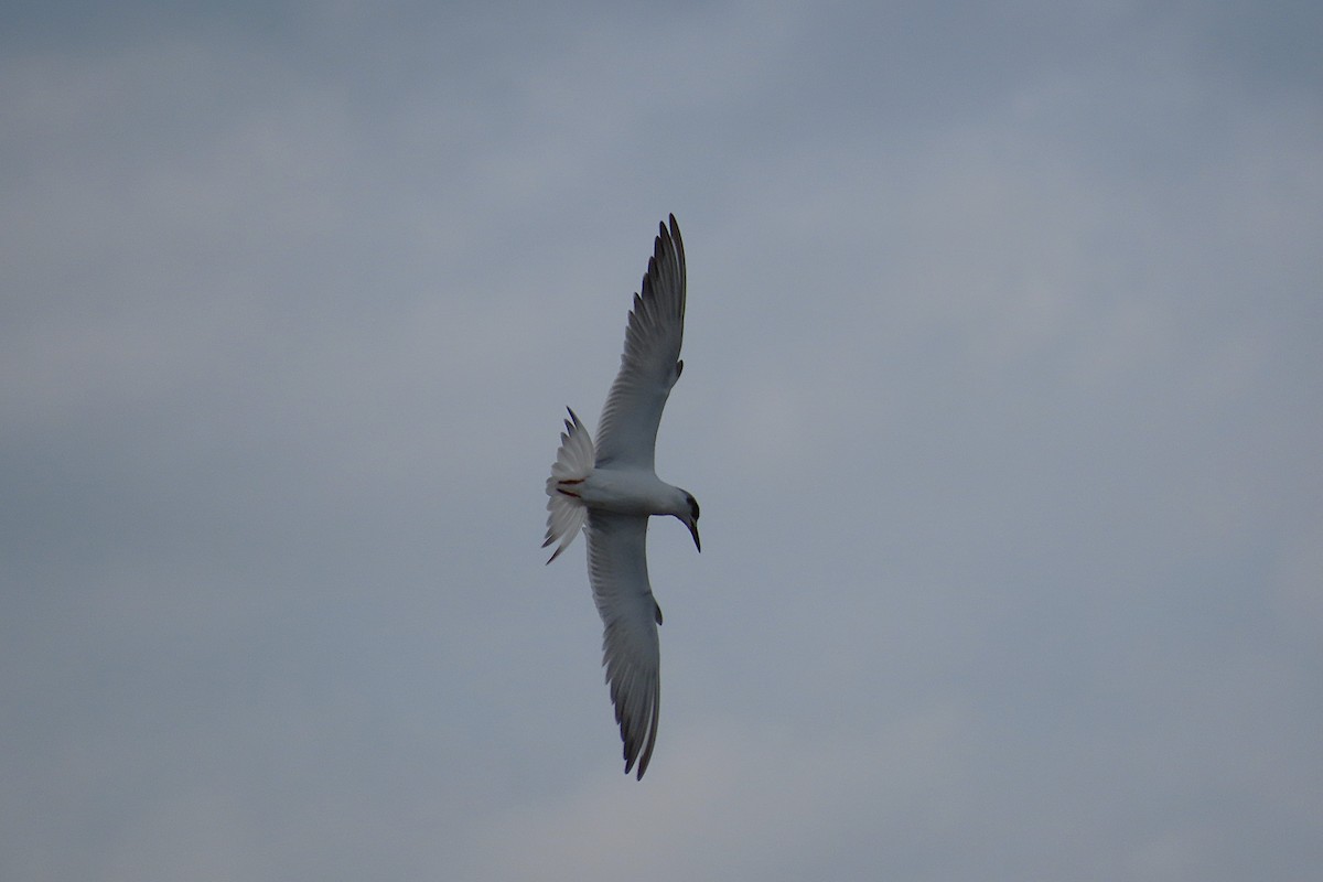 Forster's Tern - ML646813943