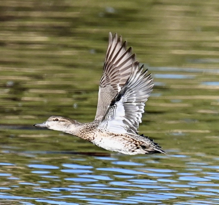 Green-winged Teal - ML646813944