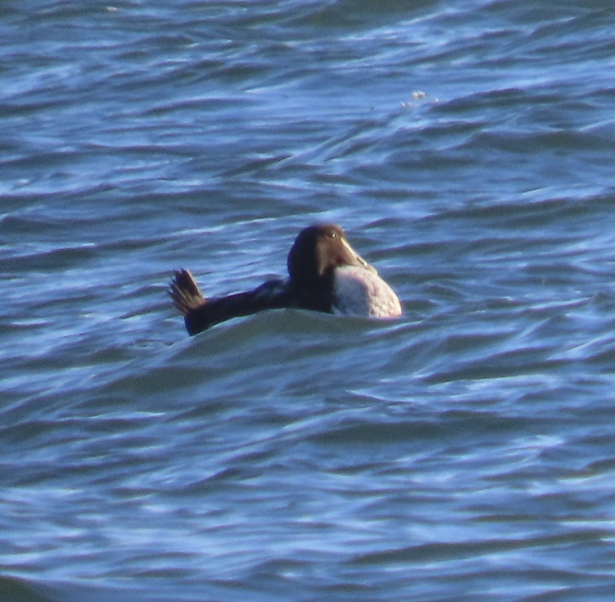 Éider Común - ML646813945