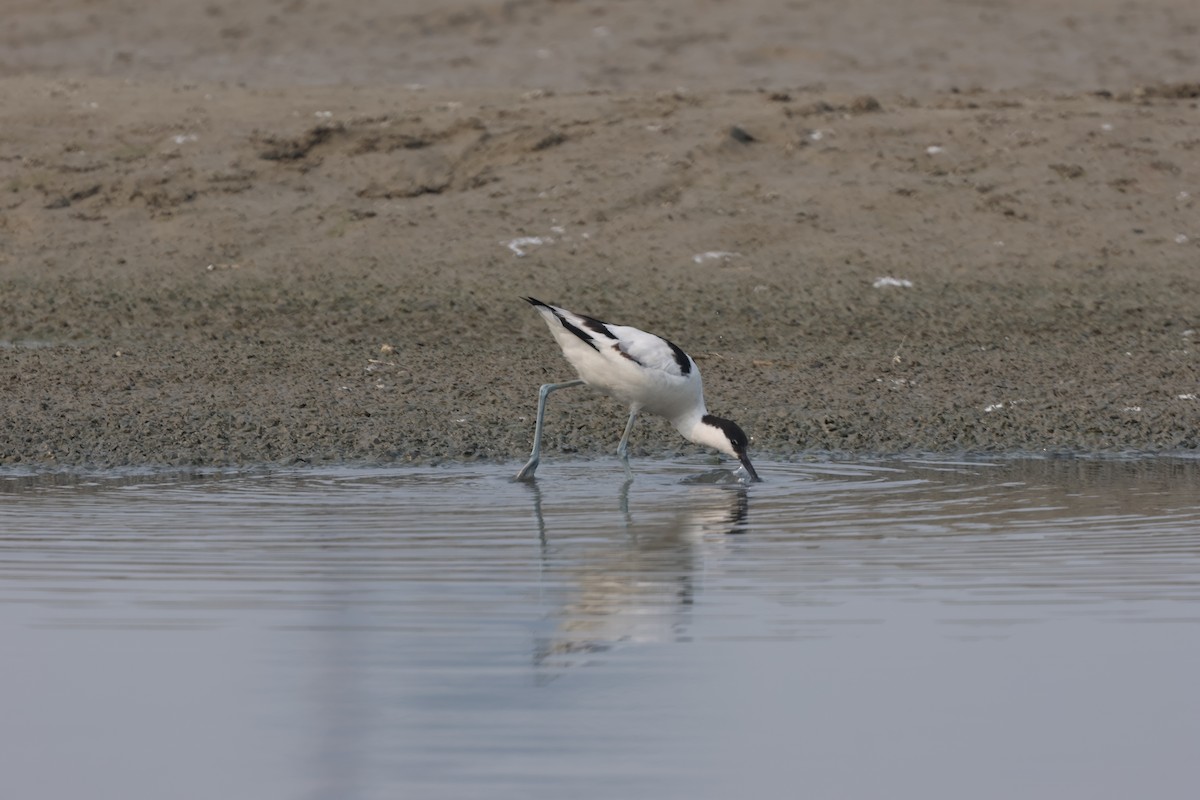 反嘴鴴 - ML646813946