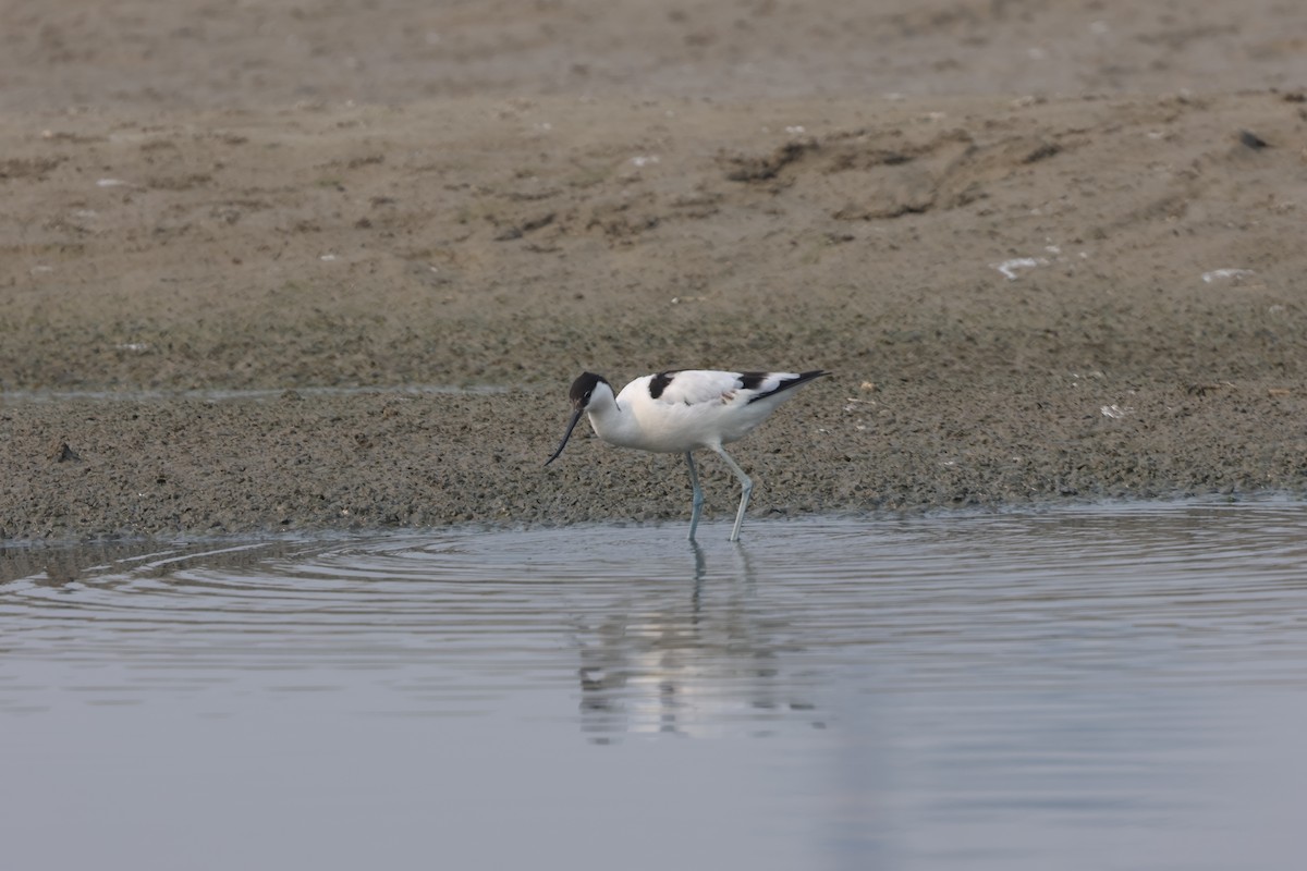 反嘴鴴 - ML646813947