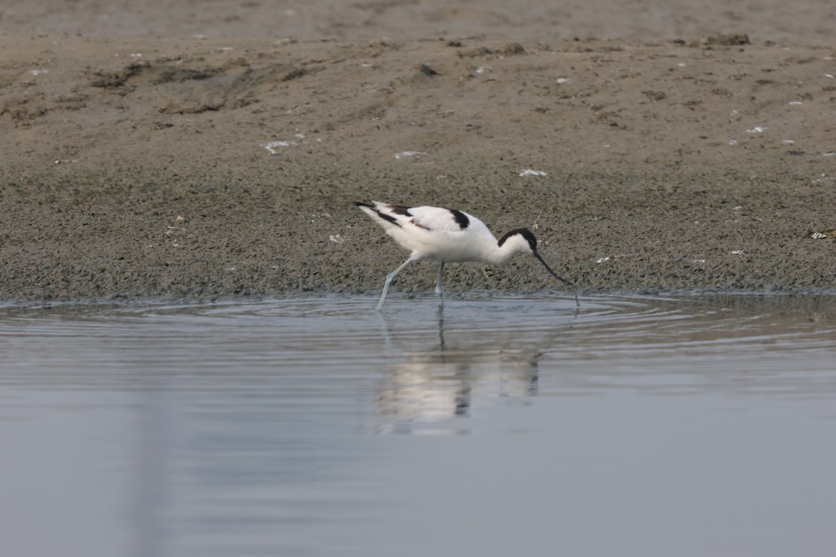 反嘴鴴 - ML646813948