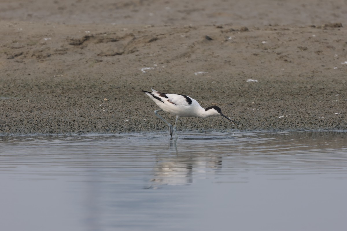 反嘴鴴 - ML646813949