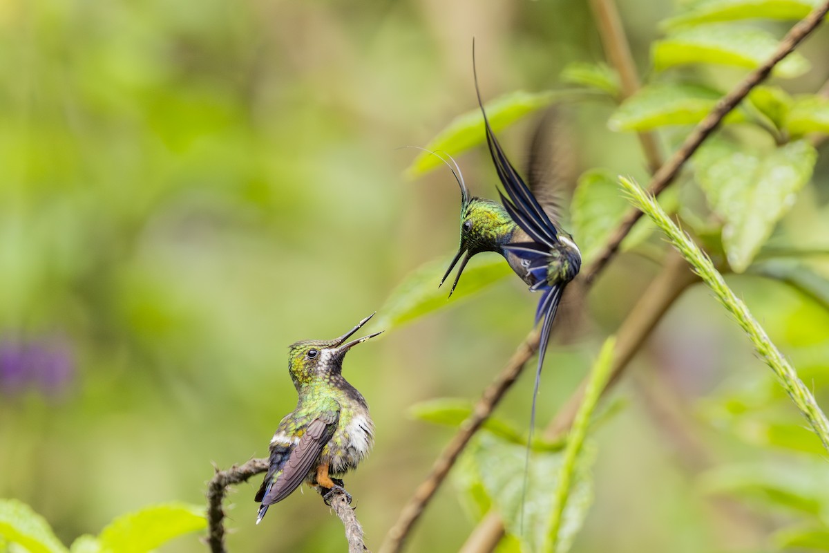 Wire-crested Thorntail - ML646813953