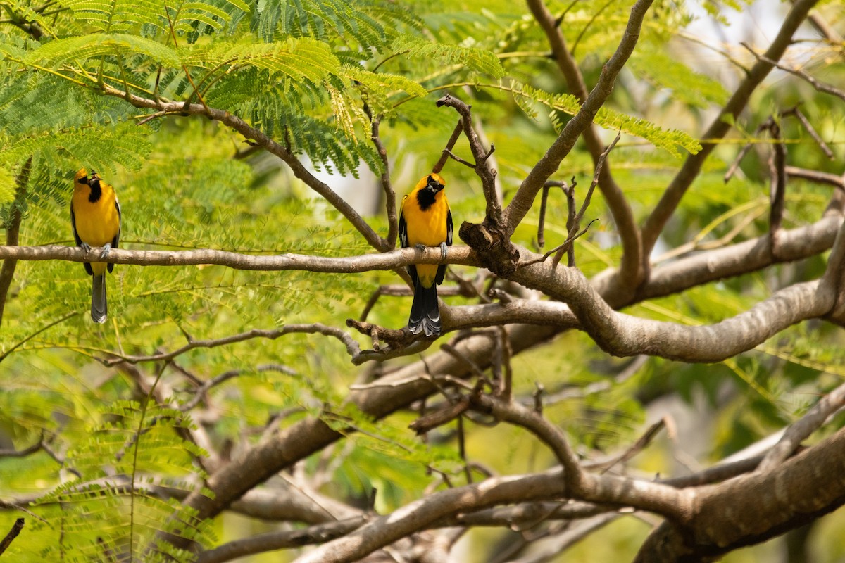 Streak-backed Oriole - ML646813954