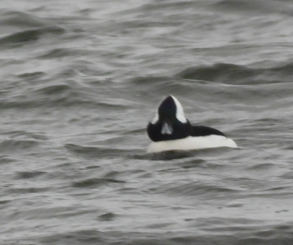Bufflehead - ML646813955