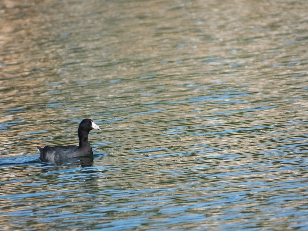 American Coot - ML646813956