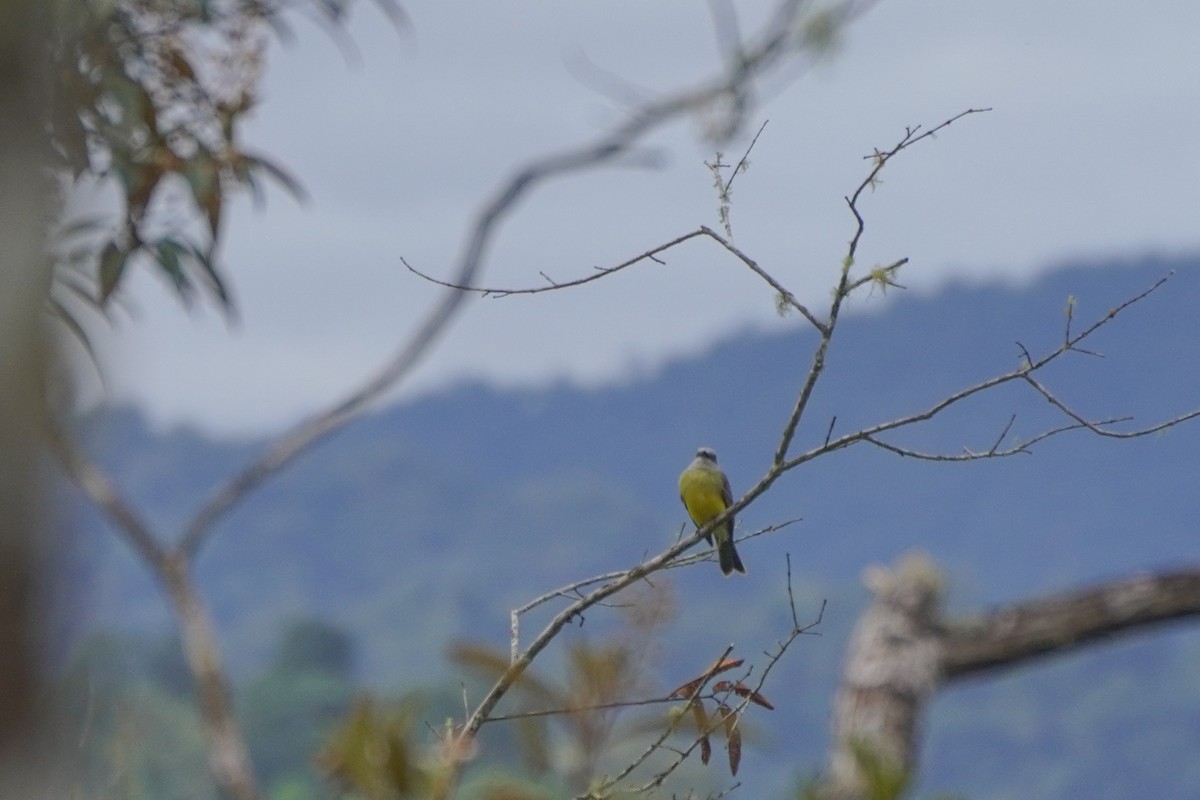 Tropical Kingbird - ML646813957