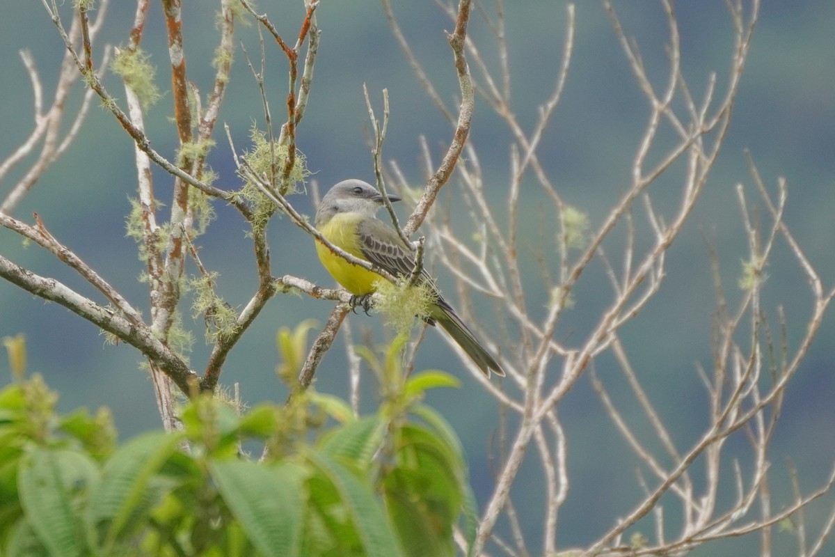 Tropical Kingbird - ML646813958