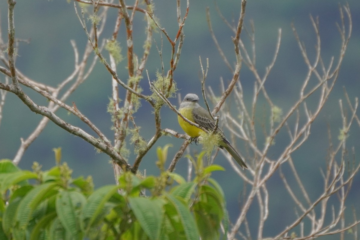 Tropical Kingbird - ML646813959