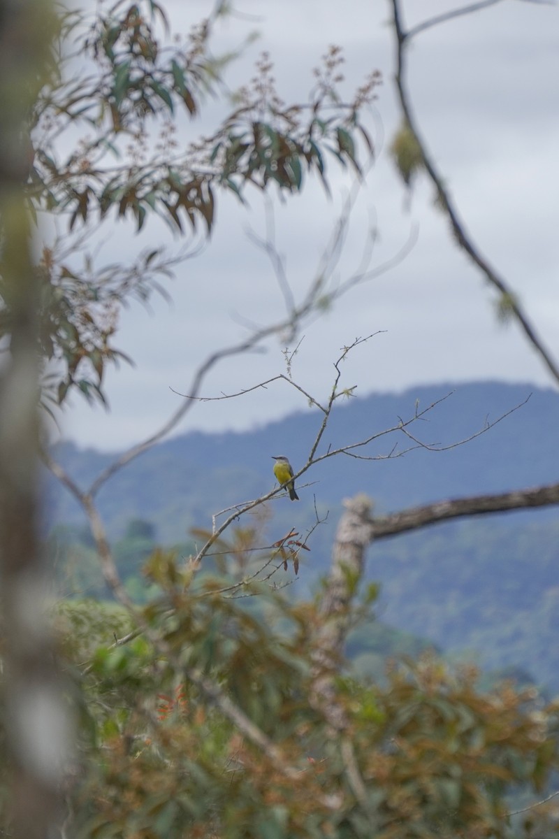 Tropical Kingbird - ML646813960