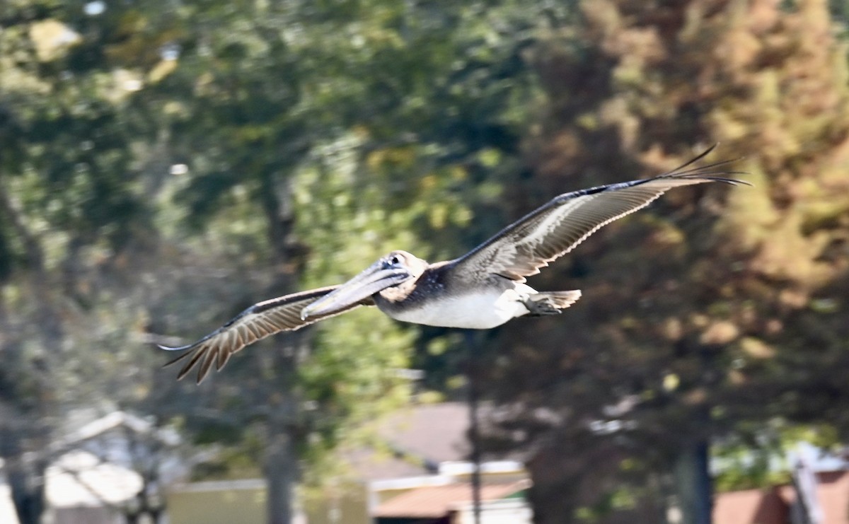 Пелікан бурий - ML646813962