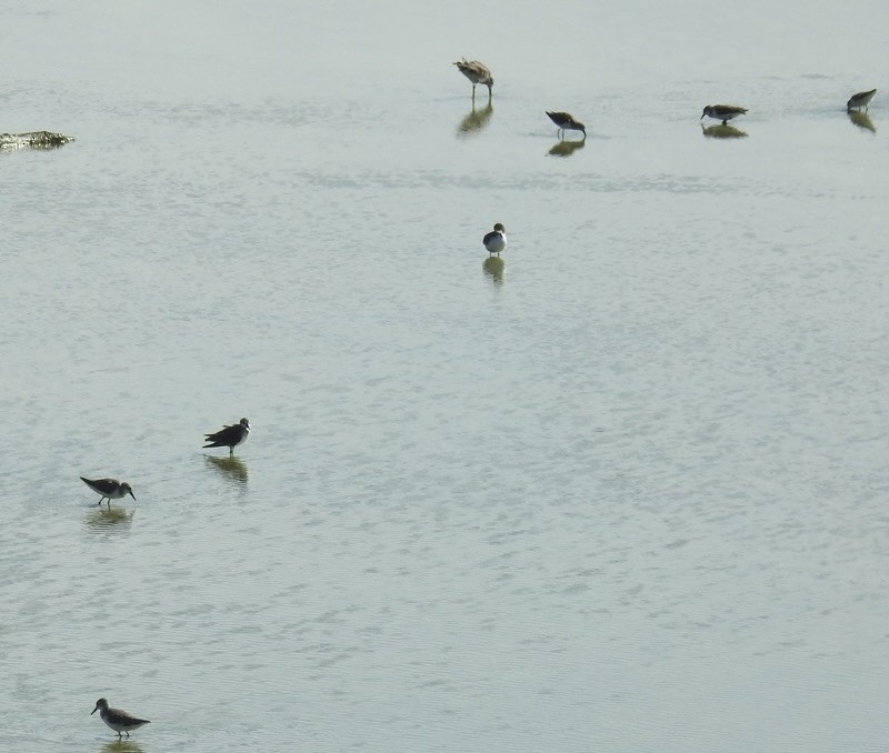 Western/Semipalmated Sandpiper - ML646813963