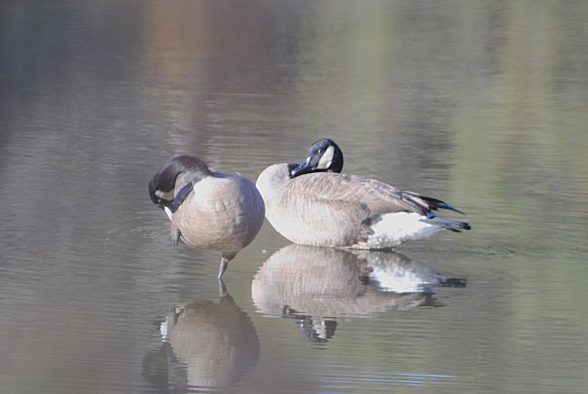 Branta kanadar handia - ML646813965