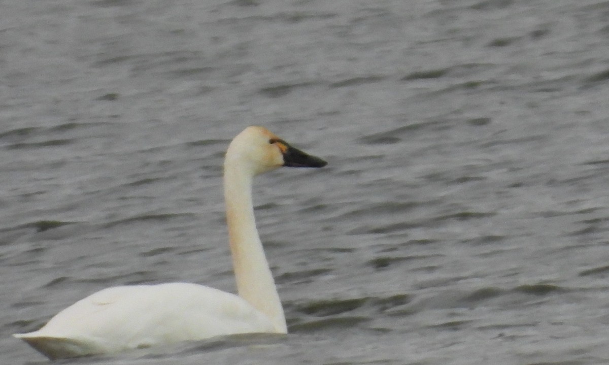 Tundra Swan - ML646813968